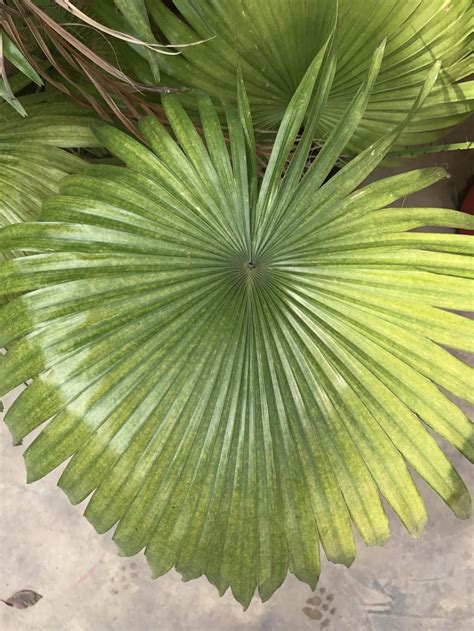 Fan Palm (Saribus rotundifolius) - Garden.org