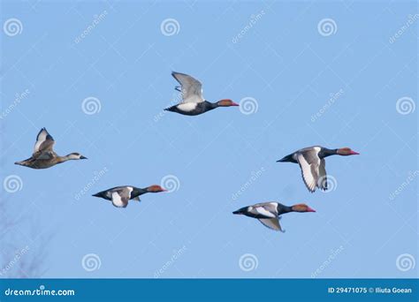 Red Crested Pochard Stock Image Image Of Netta Water 29471075