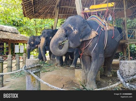 Large Thai Elephants Image And Photo Free Trial Bigstock