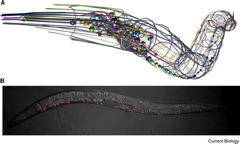 Revisiting Neuronal Cell Type Classification In Caenorhabditis Elegans Current Biology