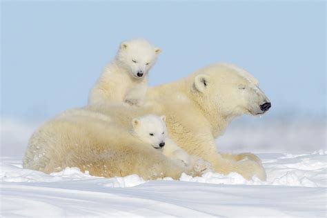 Lours Blanc Un Exemple Dadaptation En Milieu Extr Me