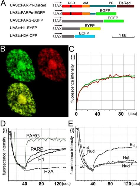 Comparative Frap Analysis Of Parp1 Dsred Parpe Egfp Parg Egfp