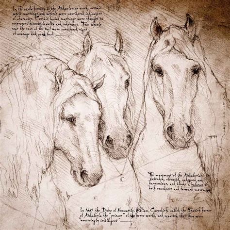 Horse Drawings Leonardo Da Vinci