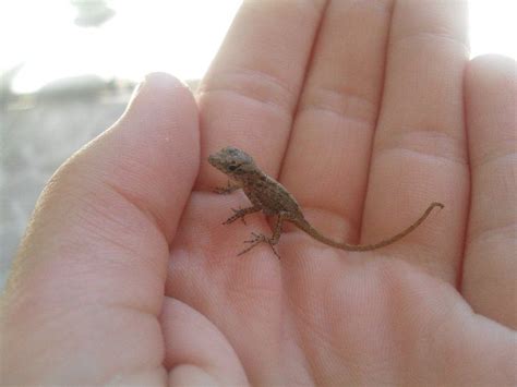 Baby Lizard I Found In Key Largo Florida On Vacation Key Largo Florida