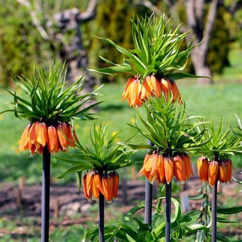 Fritillaria imperialis (100 seeds) – Lifestyle Seeds