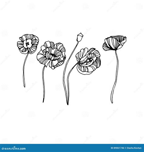 Poppy Nature Flower Vector Plant Pattern Drawing Illustration Design ...