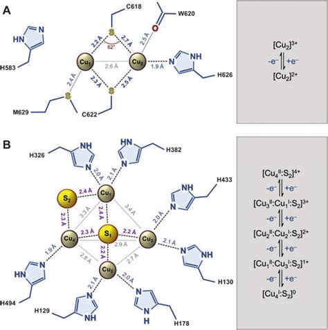 The Copper Centers Of N 2 OR A The Binuclear Cu A Center Is A