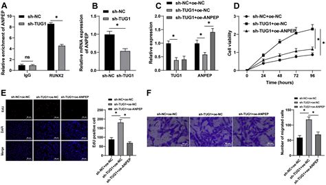 Lncrna Tug Silencing Enhances Proliferation And Migration Of Ox Ldl