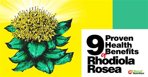 Lets Take A Closer Look At The Mechanism Of Rhodiola Rosea And Its