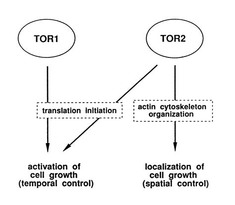 Tor Is Required For Organization Of The Actin Cytoskeleton In Yeast Pnas