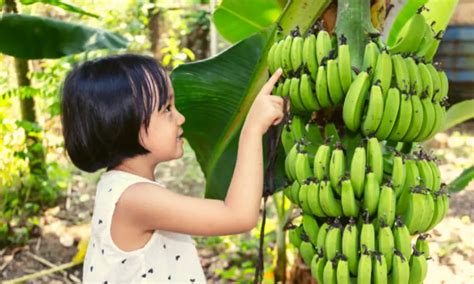 Green Banana Nutrition Facts - Cully's Kitchen