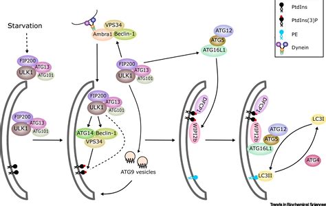 Regulation Of Autophagy Enzymes By Nutrient Signaling Trends In