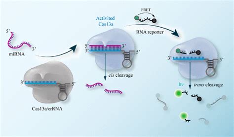 High Fidelity And Rapid Quantification Of MiRNA Combining CrRNA