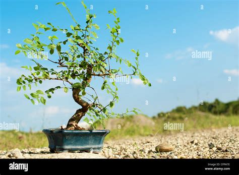 Bonsai Hi Res Stock Photography And Images Alamy