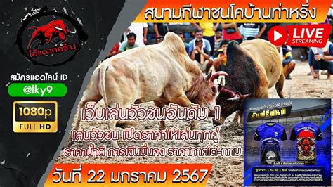 ถายทอดสด สนามกฬาชนโคนาทราย วนท 22 ม ค 67 ววชน ถายทอดสดววชน