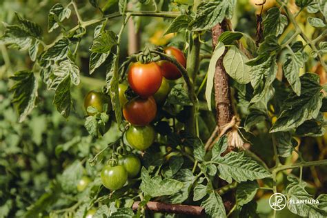 Tomaten düngen Wann wie womit Plantura