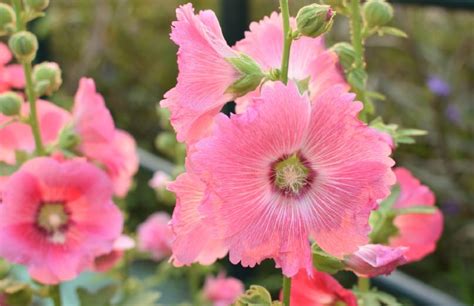 32 Gorgeous Pink Perennial Flowers That Will Bloom Forever