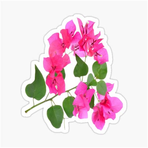 Watercolor Pink Bougainvillea Flower With Leaves Sticker For Sale By