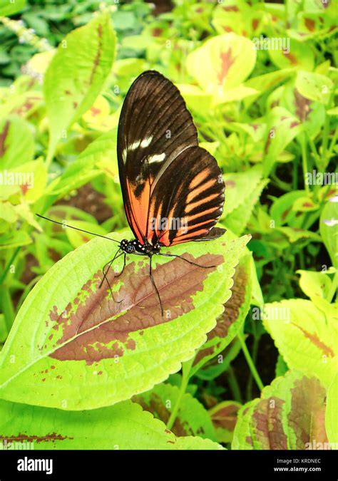 Doris Falter Heliconius Doris Stock Photo Alamy