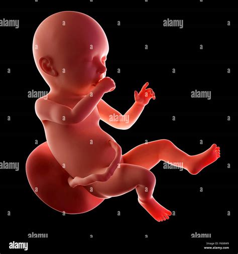 Medical precisa ilustración de un feto de 40 semanas Fotografía de stock - Alamy