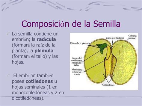 Pdf Proceso De Germinaci N Morfofisiolog A Vegetalmorfo Fisio