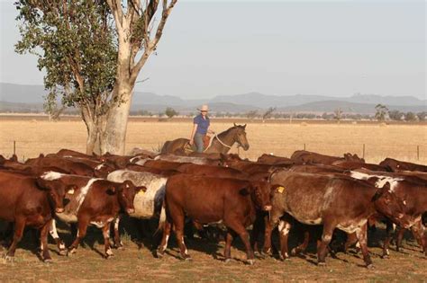 Image Gallery Manchee Agriculture