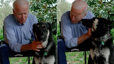 Joe Biden's Dog Major Will Be the First Rescue Dog in the White House ...