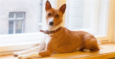 Basenji Dog Breed Guide (Lifespan, Size & Characteristics)