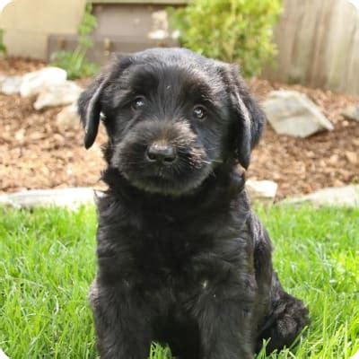 Giant Schnauzer Puppies for Sale | Buckeye Puppies