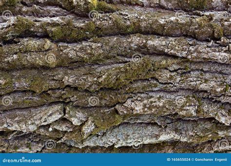 Textura Do Fecho Da Casca Da Rvore Textura De Madeira Sem Costura Foto