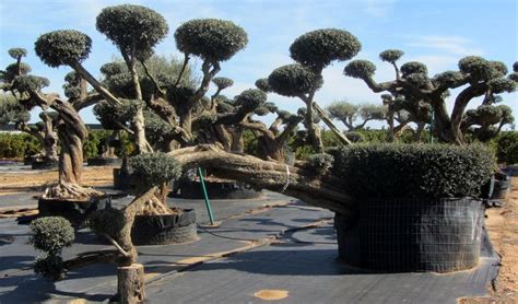 Pin By Krys On Niwaki In Outdoor Aesthetic Bonsai Garden