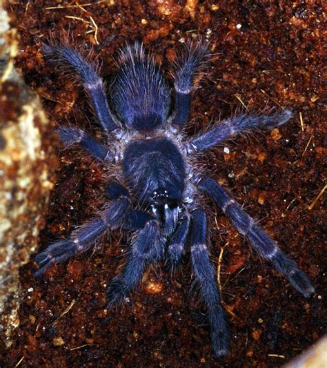 Pin On Tarantulasspiders