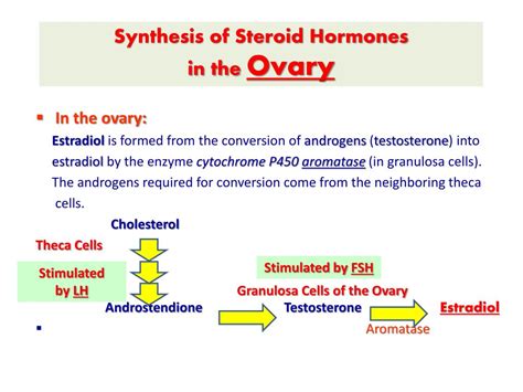 Ppt Steroid Hormone Synthesis In Adrenal Cortex Powerpoint Presentation Id 2130636