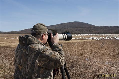 Pennsylvania Wildlife Photographer: Snow Geese at Middle Creek Wildlife Management Area