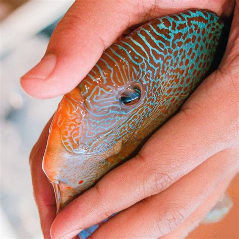 Discus Ae On Instagram Holding One Of Our Adult Stendker Snake Skins