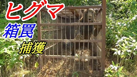 ヒグマを箱罠で捕獲しました Youtube