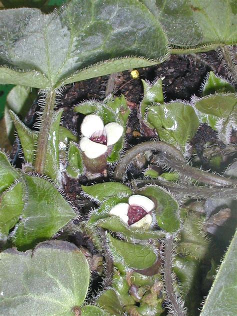 ASARUM PULCHELLUM - Cotswold Garden Flowers