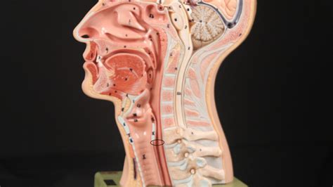 Retrograde Cricopharyngeus Dysfunction Laryngopedia