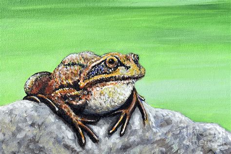 Frog On A Rock Painting Painting By Kirsten Sneath Fine Art America