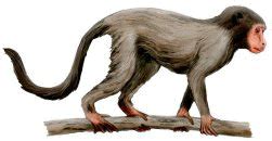 Early Primate Evolution: The First Primates