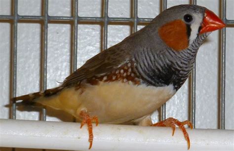 Zebra Finch Zebra Finches Taeniopygia Guttata Like This Adult Male