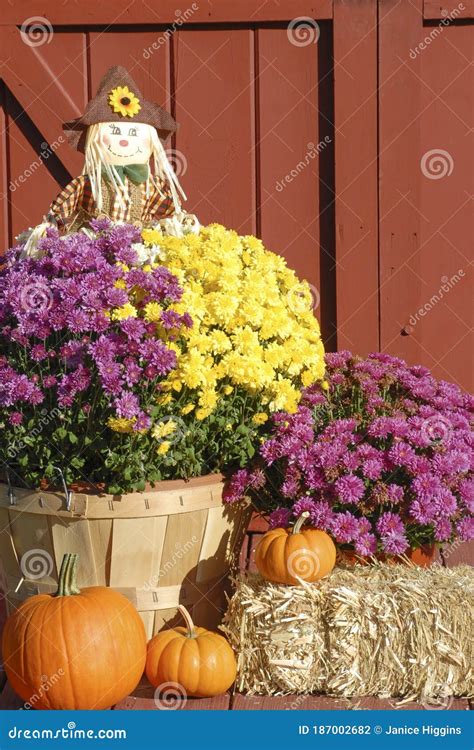 Scarecrow Arranged With Fall Flowers Pumpkins And A Bale Of Hay Stock