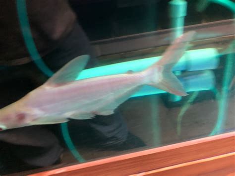 Albino iridescent shark for sale | Exotic Fish Shop | 774-400-4598