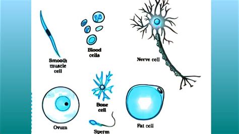 Bone Cell Structure Blank Diagram Periosteum Clipart 20 Free