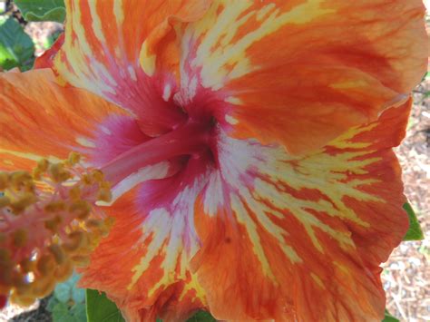 Lady Cilento Hibiscus Closeup Hibiscus Flower Garden Flowers