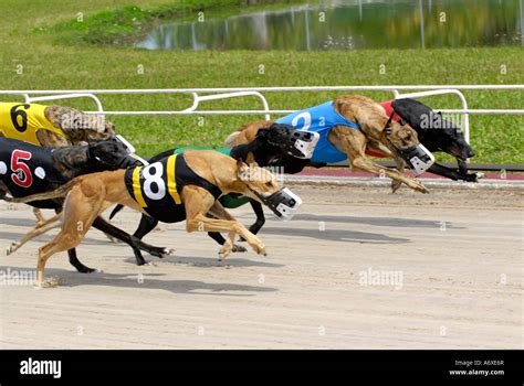 Greyhound dog racing at the Sarasota Kennel Club dog track in Sarasota ...