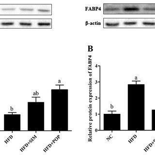 Western Blotting Analysis Of Ppar And Fabp Relative Expression In