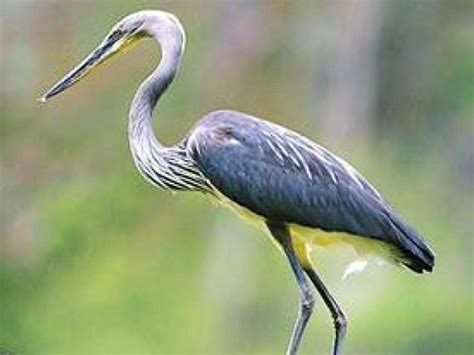 White Bellied Heron At The Verge Of Extinction Paryavaran Bodhi