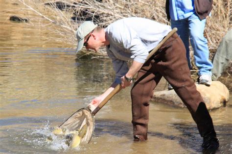 picture gila trout fish release