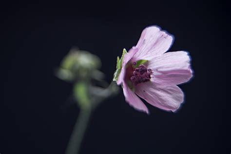 Althaea Cannabina Hanfbl Ttriger Eibisch